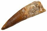 Fossil Spinosaurus Tooth - Real Dinosaur Tooth #326250-1